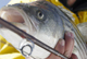 Striper 17